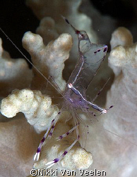 Cleaner shrimp taken at Marsa Bareika with E300 and 105mm... by Nikki Van Veelen 